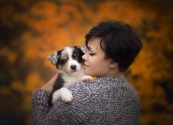 Szczeniak, Border collie, Umaszczenie, Chocolate tricolour merle, Kobieta