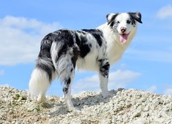 Pies, Owczarek australijski, Skarpa, Kamienie, Niebo