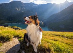 Pies, Owczarek australijski, Góry, Promienie, Jezioro, Trawa