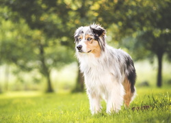 Wiosna, Owczarek australijski, Australian shepherd