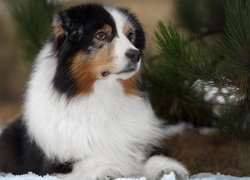 Owczarek australijski obok gałązek sosny