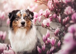 Pies, Owczarek australijski, Kwiaty, Magnolia
