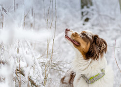 Pies, Owczarek australijski, Zima, Śnieg, Profil, Zamknięte, Oczy
