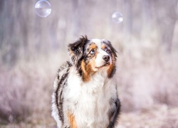 Owczarek australijski, Australian shepherd, Spojrzenie, Bańki