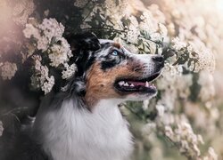 Pies, Owczarek australijski, Gałęzie, Kwiaty