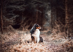 Owczarek australijski, Australian shepherd, Droga, Las