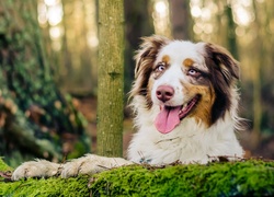 Owczarek australijski, Australian shepherd, Język, Las