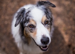 Owczarek australijski, Australian shepherd