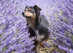 Pies, Owczarek australijski, Kwiaty, Lawenda