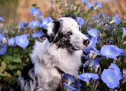 Owczarek australijski w kwiatach niebieskiego powoju