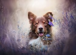 Pies, Owczarek australijski, Kwiaty, Wyka