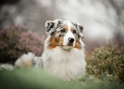 Pies, Owczarek australijski, Mordka, Rośliny, Bokeh