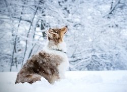 Pies, Owczarek australijski, Drzewa, Śnieg