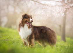 Owczarek australijski, Australian shepherd, Rozmycie