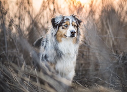 Owczarek australijski, Australian shepherd, Trawa