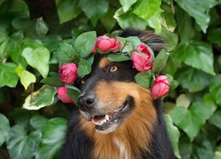 Pies, Owczarek australijski, Mordka, Wianek, Kwiaty, Liście