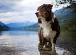 Pies, Owczarek australijski, Zanurzone, Łapy, Jezioro