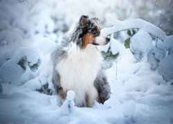 Pies, Owczarek australijski, Rośliny, Śnieg, Zima