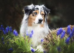 Owczarek australijski, Australian shepherd, Szafirki