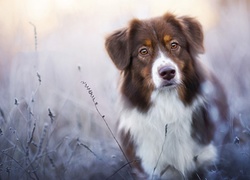Owczarek australijski, Australian shepherd, Trawy