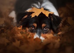 Pies, Owczarek australijski, Liście, Jesień