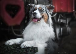 Pies, Owczarek australijski, Australian shepherd, Metalowa, Kratka