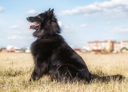 Owczarek belgijski Groenendael