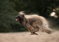 Owczarek belgijski malinois biegnie po piasku