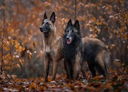 Dwa, Psy, Owczarek belgijski Malinois, Owczarek belgijski Tervueren