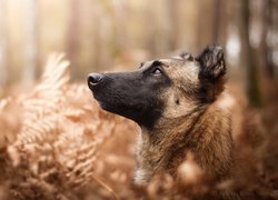 Owczarek belgijski malinois na tle rozmytych roślin