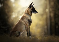 Owczarek belgijski Malinois na trawie