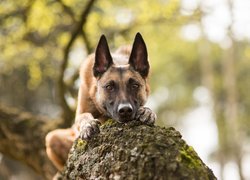 Owczarek belgijski malinois oparty o pień