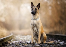 Pies, Owczarek belgijski malinois, Tory, Kamienie, Rozmyte, Rośliny