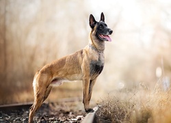 Owczarek belgijski malinois stoi na torach kolejowych