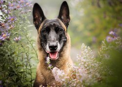 Owczarek belgijski malinois w kwiatach