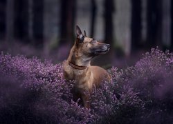 Pies, Owczarek belgijski Malinois, Wrzosy, Rozmyty, Las