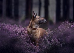 Owczarek belgijski malinois w leśnych wrzosach