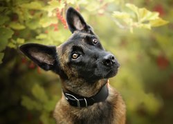 Owczarek belgijski Malinois w obroży