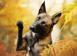 Owczarek belgijski Malinois w paprociach