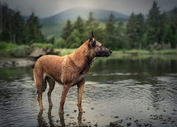 Owczarek belgijski Malinois w rzece