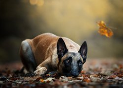 Owczarek belgijski Malinois z jesiennymi liśćmi