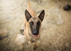 Owczarek belgijski Malinois z językiem na wierzchu