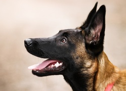 Pies, Owczarek belgijski Malinois, Mordka