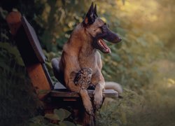 Owczarek belgijski malinois z sową na ławce