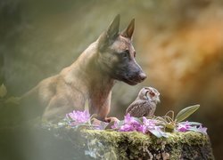 Owczarek belgijski Malinois z sową