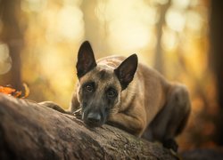 Owczarek belgijski malinois