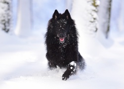 Śnieg, Owczarek belgijski groenendael