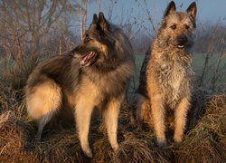 Owczarek belgijski tervueren i owczarek belgijski laekenois