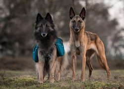 Dwa, Psy, Owczarek belgijski Tervueren, Owczarek belgijski Malinois