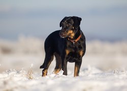 Pies, Owczarek francuski Beauceron, Śnieg